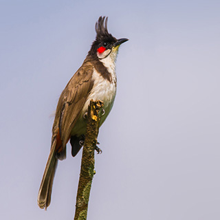Munnar - Roodoorbuulbuul